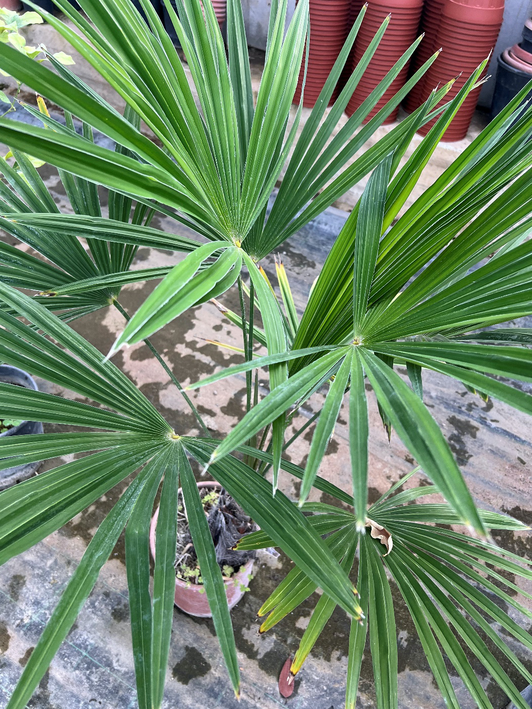3 Chamaerops excelsa