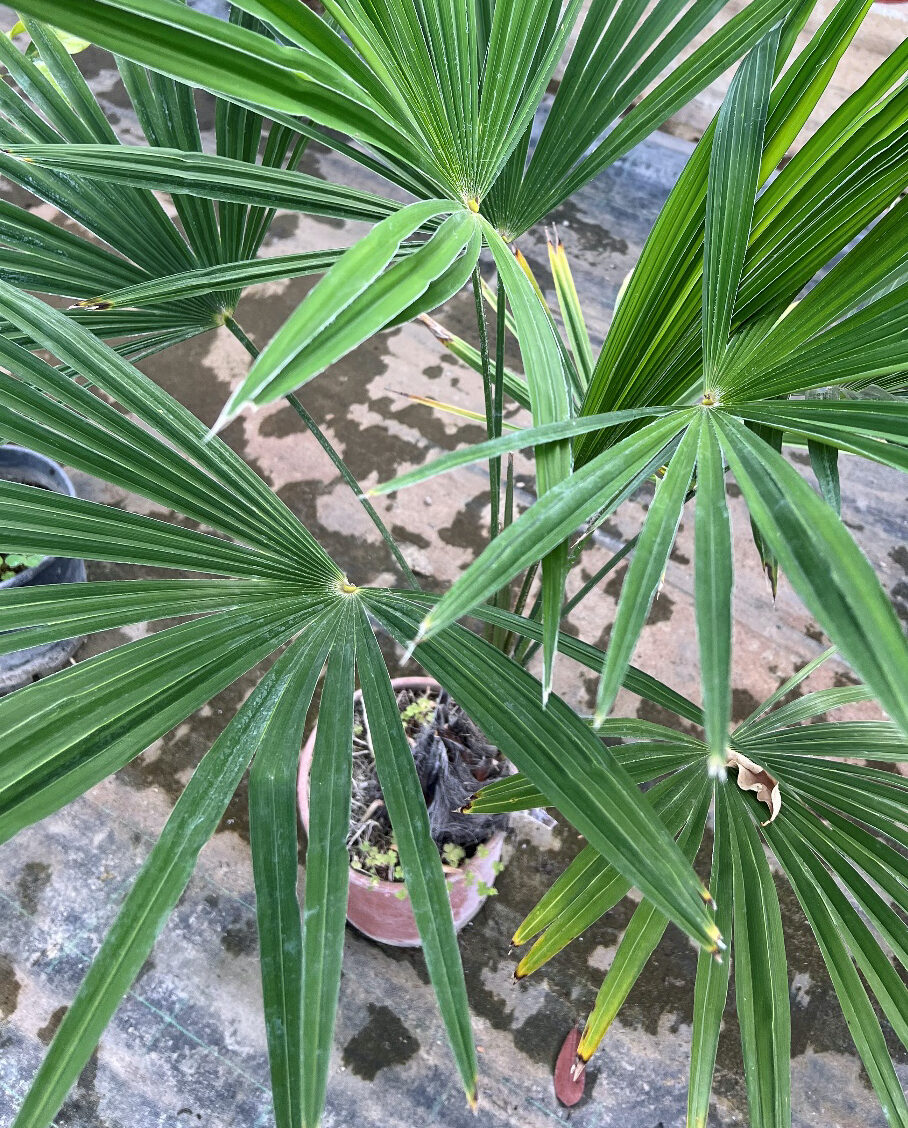 3 Chamaerops excelsa